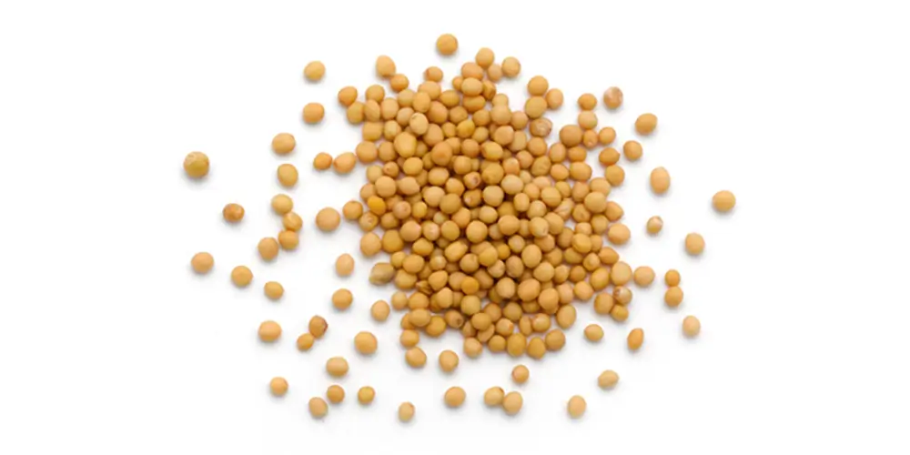 Mosterdzaad Verstegen